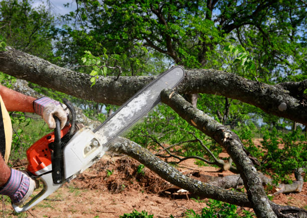 How Our Tree Care Process Works  in  Lebanon, IL